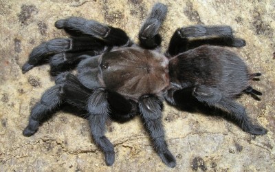 Aphonopelma Sp Anax Tarantula